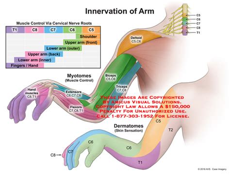 Innervation Of The Muscles Of The Arm Medical Illustr