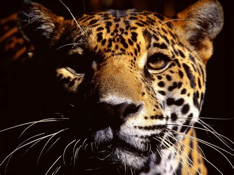 Wild Eyes Jaguar Cheetah Wallpaper Eyes Wallpaper Animal Wallpaper