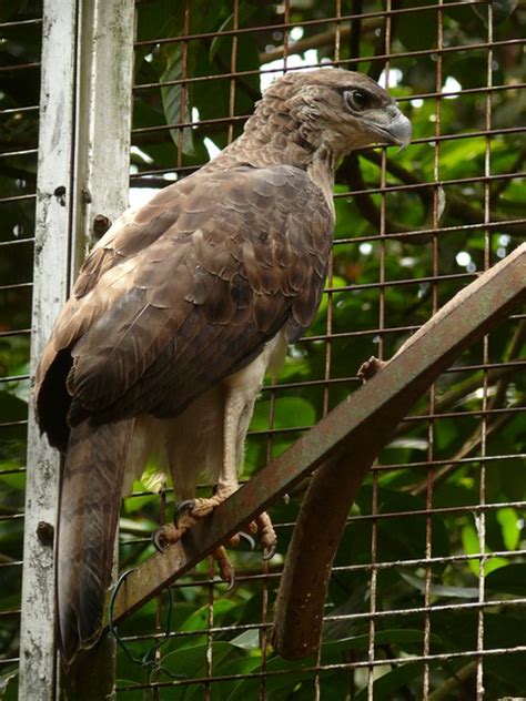 Harpyopsis Novaeguineae Papua Adler Papuan Harpy Eagle Flickr