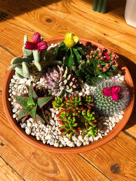 Beautiful Succulent And Cacti Arrangement 🌵 Cactus Arrangement