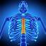 Thoracic Spine Photograph By Sebastian Kaulitzki/science Photo Library