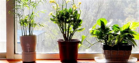 Inilah 12 tanaman hias yang dapat hidup di dalam rumah (indoor plants), serta mampu tumbuh dengan media air penataan yang baik di vas bunga dengan media air bisa menambah sejuk ruangan anda. Gagasan Untuk Tanaman Yang Hidup Di Dalam Ruangan - Bunga Hias