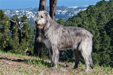 An Irish Wolfhound Standing On A Hill Photograph By Zandria Muench