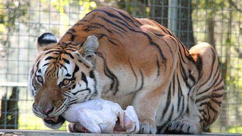 Do Tigers Eat Cats Clairekruwmunoz