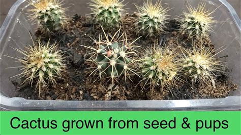 Cactus Seedling Update 1 Year Later Growing Cactus From Seed Part 3