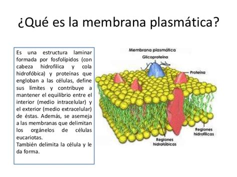 La CÉlula La Membrana PlasmÁtica