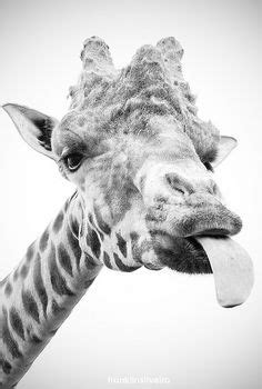 Please check the licence for this photo on flickr. Giraffe and Baby Pencil Drawing | Michelle's Drawings ...