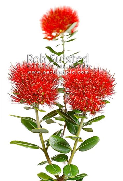 Red Pohutukawa Flowers Myrtaceae Metrosideros Excelsa