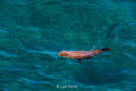 Lee Rentz Photography California Sea Lion Swimming Off Anacapa Island