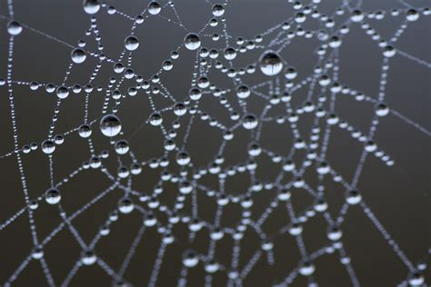 Free Images Dew Black And White Spiderweb Monochrome Fauna