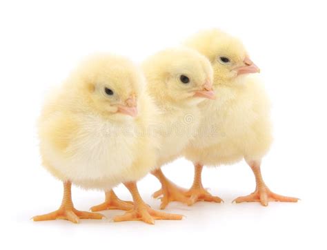 Three Chicks Stock Photo Image Of Background Closeness 15287620