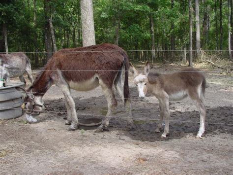 Guard Donkeys For Sale Protect Your Livestock Naturally