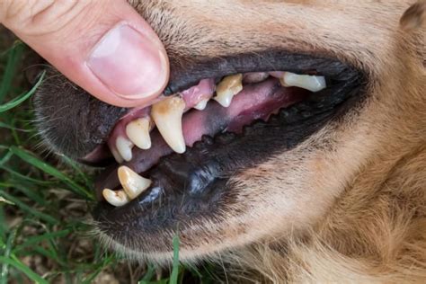 Fractured Teeth In Dogs Houston County Vet