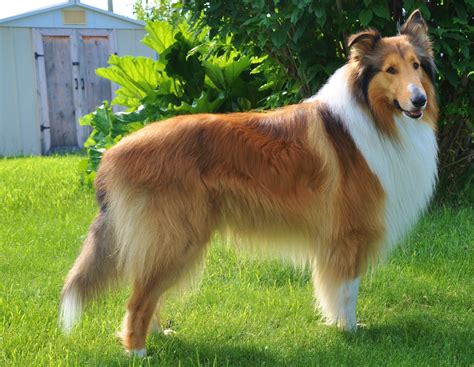 Rough Collie I Am With You Always