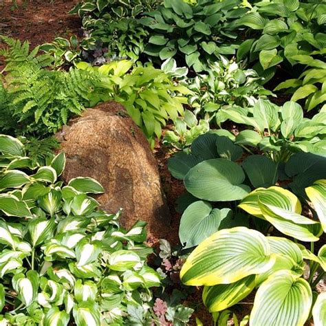 Fall Hint For Dividing Hostas In Spring Hostas Gardening Tips Landscape