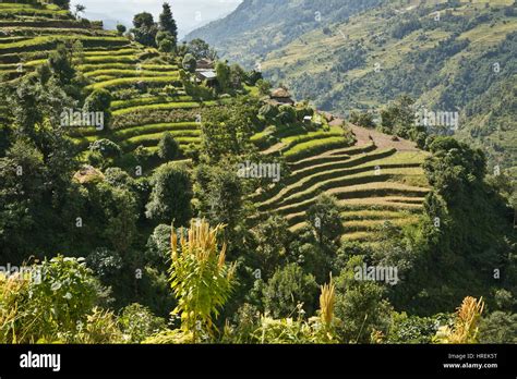 Terrace Farming Nepal Kathmandu Pokhara Stock Photo Alamy