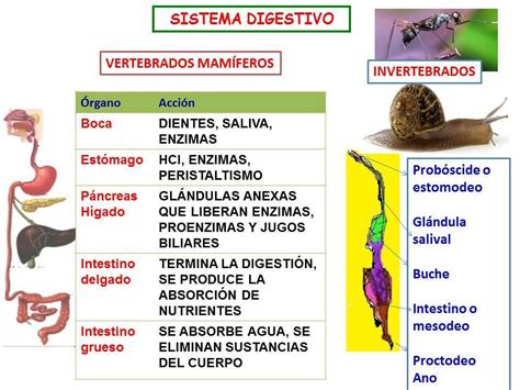 Cual Es La Diferencia Entre El Sistema Digestivo De Los Invertebrado Y