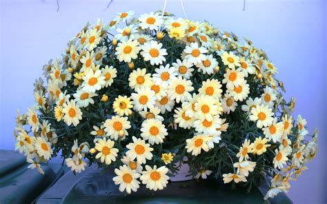 Foto stock premium di fiori margherite gerbera. Basket di Margherite gialle | Margherite gialle, Fiori ...