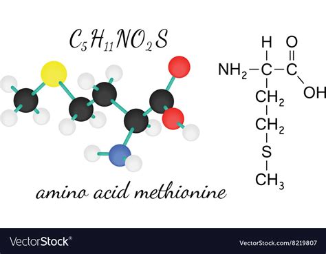 C5h11no2s Methionine Amino Acid Molecule Vector Image