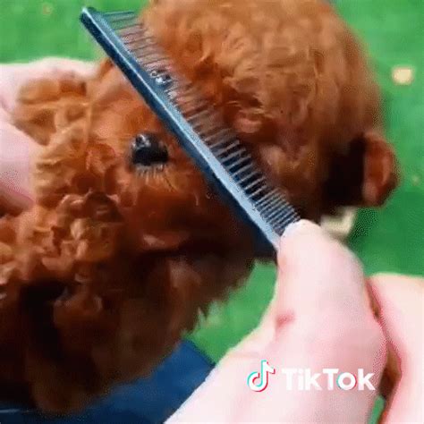 Chat Chien  By Tiktok France Find And Share On Giphy
