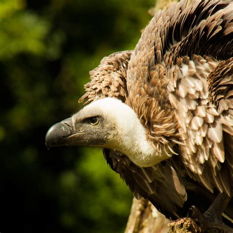 Adopt Cassius The African White Backed Vulture Hawk Conservancy Trust