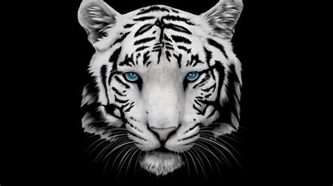 White Tiger And Blue Eyes Hd Wallpaper Wallpaperfx