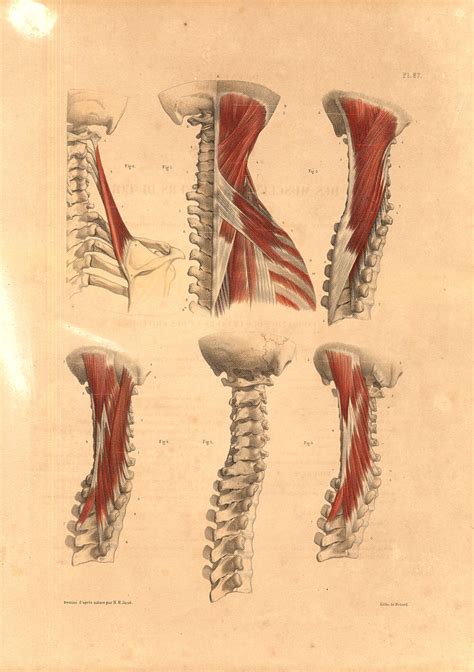 Antique Medical Anatomy Print Neck Muscles Posterior Splenius P 87