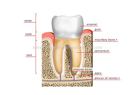 Human Being Anatomy Teeth Cross Section Of A Molar 1 Image