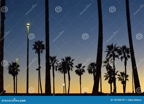 Palm Trees Silhouettes During Sunset Stock Image Image Of Color