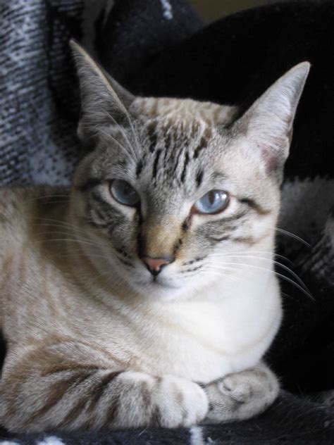 Lynx Point Siamese Personality Cats Beautiful Cats