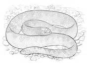 Green mambas and other snakes have white mouths. Black Mamba coloring page | Free Printable Coloring Pages