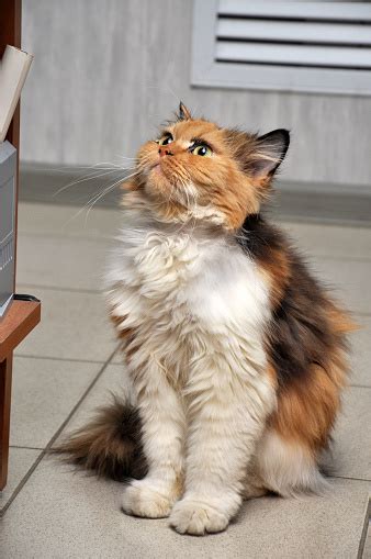 Calico Siberian Cat Stock Photo Download Image Now Animal Animal