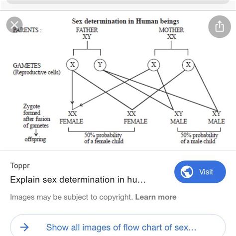 Draw A Flow Chart To Illustrate The Sex Determination In Human Being