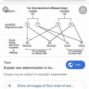 Draw A Flow Chart Of Illustrate The Determination In Human Being