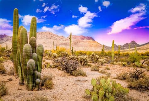 Introduce 32 Imagen Cactus Desert Background Vn