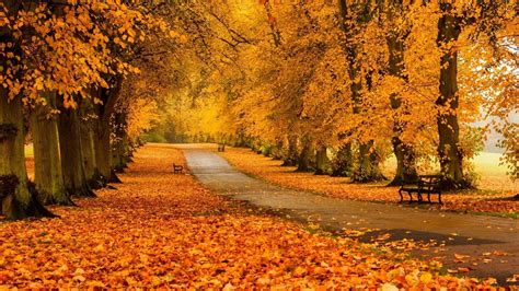Gray Concrete Pathway Yellow Trees In Landscape Photography Nature