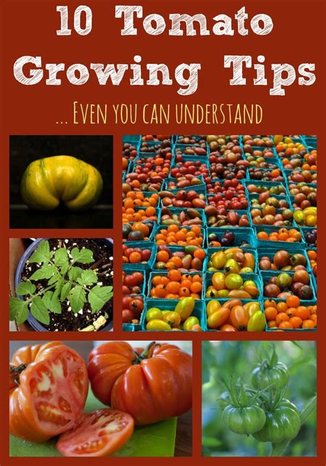 10 Tomato Growing Tips Even You Can Understand Growing Tomatoes Tips