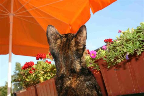 Keeping Your Cat Safe In The Heat The Ultimate Guide