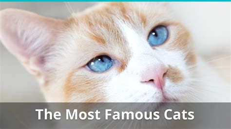 Lists Of The Most Famous Fictional And Real Cat Characters
