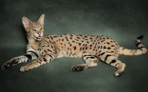 Bred in canada first and now in mexico, the size of our savannah cat depends very much on the size and. Savannah Cat - Size,Diet,Temperament,Price. | Savannah ...