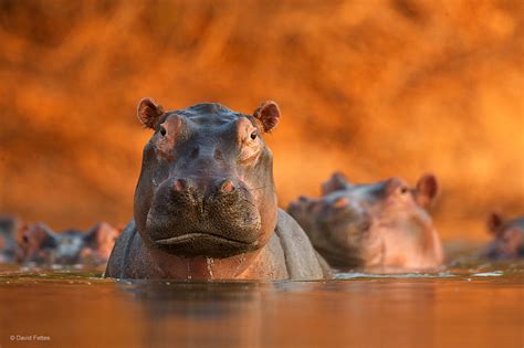 Pool Of Hippos David Fettes Animal Portraits Wildlife
