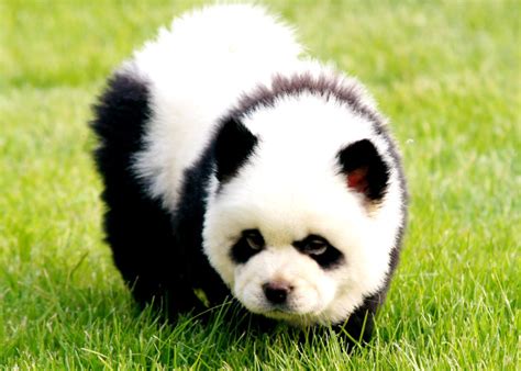 Chow Chow Panda History Photos And More 2020