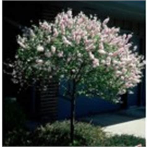 #gardening #spring #flowers #trees it's a sophisticated standout that you'll never grow tired of. Buy Ornamental Trees for Sale Online | Nature Hills