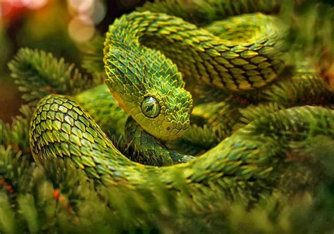 22 Pics Of The Coolest Poisonous Snake In The World The African Bush