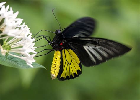 Golden Birdwing Butterfly In Flight Nectaring On Pentas La Flickr