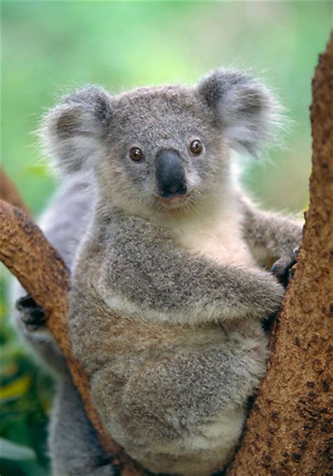Koala Bear Animal Stock Photos Kimballstock