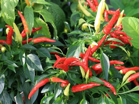 Try NuMex, other ornamental peppers | Mississippi State University ...