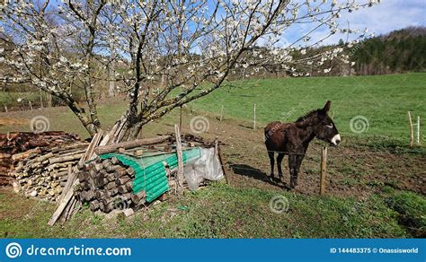 Donkey In A Field Stock Image Image Of Looming White 144483375