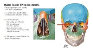 Huesos Nasales anatomia bordes fracturas Anatomía Topográfica