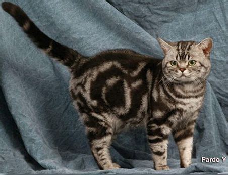 While most commonly seen in the brown spotted tabby the bengal was developed to try to meet that desire for a wild look in a safe way by crossing small wild asian leopard cats and domestic shorthairs. Abyssinian Cat Breeds | Bengal cat, Silver bengal cat ...